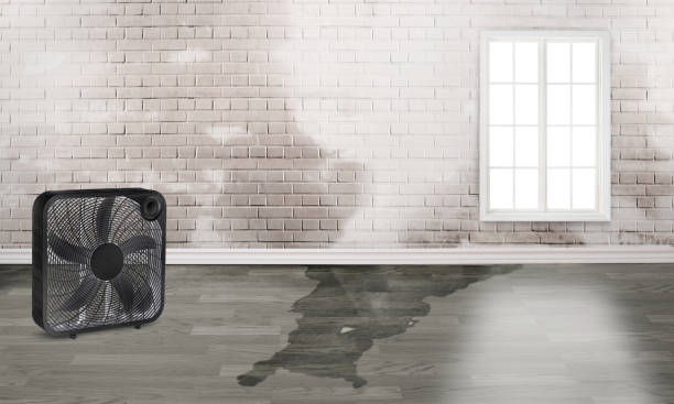 Best Carpet water damage restoration  in Corrigan, TX